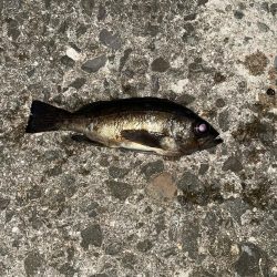 メバリング 好調